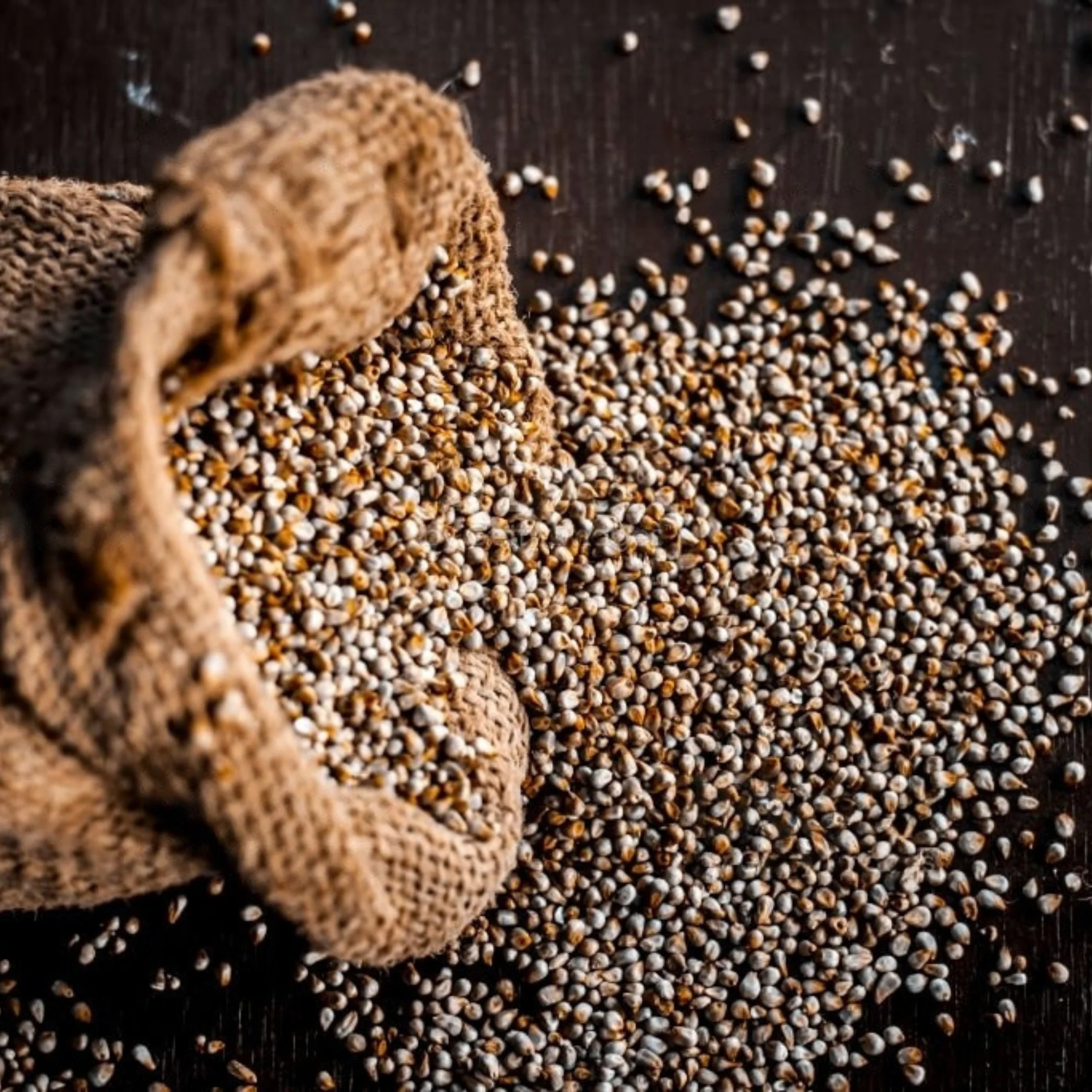 Bajra (Pearl Millet) - Tulsi Agro Chitrakoot