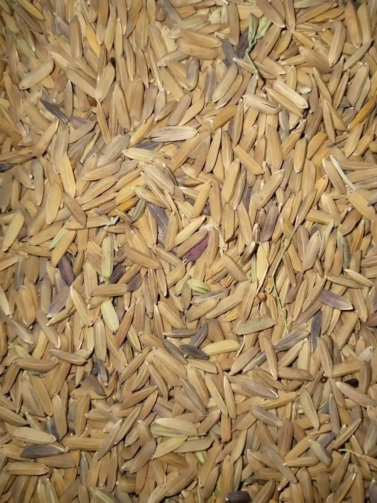 Punjabi Seeds Rice - Tulsi Agro Chitrakoot
